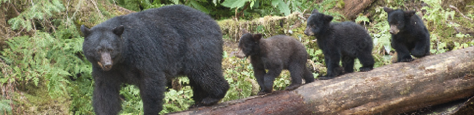 クマに合わないためにどうしたら良いか？効果的なクマ対策と遭遇回避方法