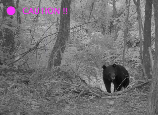 自治体様向けクマ被害対策｜AI画像認識による安全対策システム
